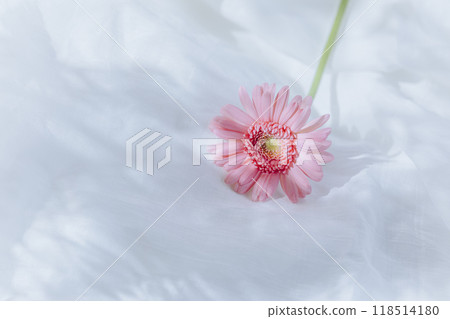 A single pink gerbera on a white background 118514180