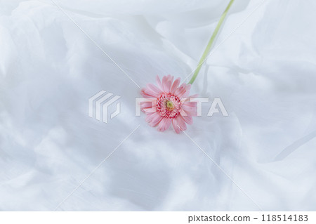 白色背景,單粉紅色非洲菊 白色背景,單粉紅色非洲菊 118514183