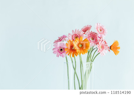 Gerbera in a vase 118514190