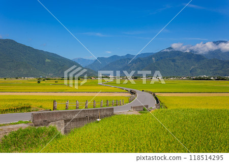 Sunny view of the beautiful rice paddy field at Chishang 118514295