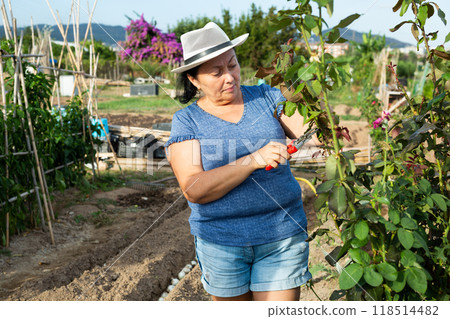 Elderly female amateur gardener cutting branches of rose bush 118514482