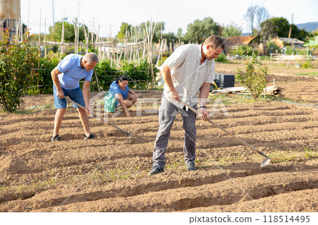 Man amateur gardener hoeing soil in vegetable bed in summertime 118514495