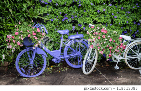 Decorative old vintage bicycles in flowers garden. Garden used as a park or other public recreation area where flowers, shrubs are cultivated. 118515383