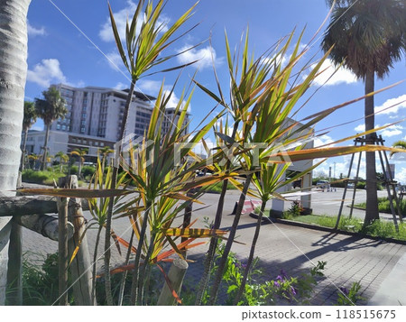 Cordyline and Okinawa Rycomb in the summer sky 118515675