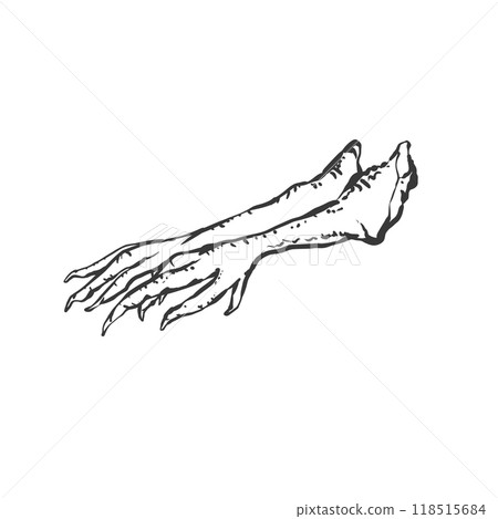 Hand-drawn illustration of a chicken maple tree Hand-drawn illustration of a chicken maple tree 118515684