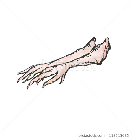 Hand-drawn illustration of a chicken maple tree Hand-drawn illustration of a chicken maple tree 118515685