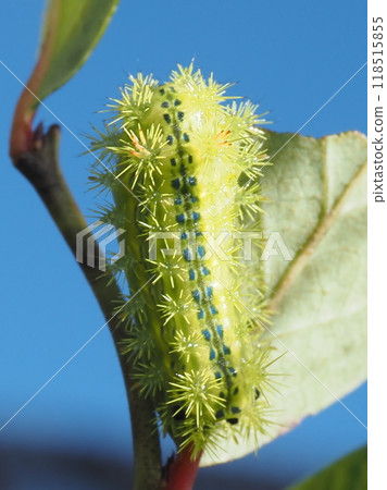 The larvae of the blueberry moth eat blueberry leaves 118515855