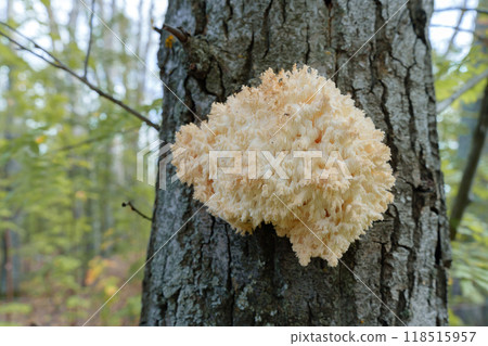 fascinating edible species the Hericium coralloides mushroom, that is listed in the Red Book, presents its delicate, branching caps in a tranquil natural setting fascinating edible species the Hericium coralloides mushroom, that is listed in the Red Book, presents its delicate, branching caps in a tranquil natural setting 118515957