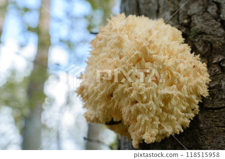 close up photo of the spines of a bear's head fungus (aka western coral hedgehog, Hericium abietis) in the forest 118515958