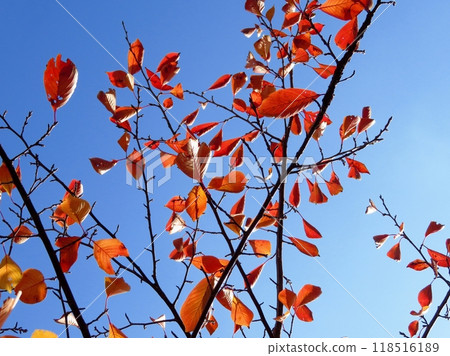 autumn leaves background in sunny day 118516189