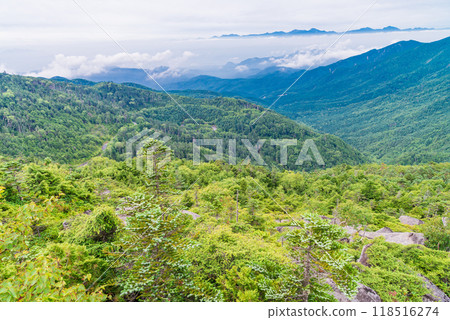 [山梨縣]國志岳夢想花園夏天 118516274