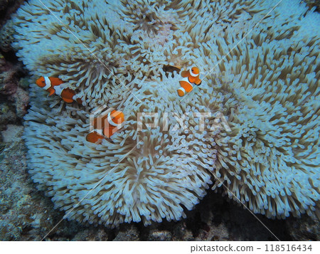 隱藏在海葵中的小丑魚 118516434