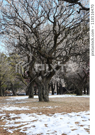 白梅花在殘雪處綻放 白梅花在殘雪處綻放 118516470