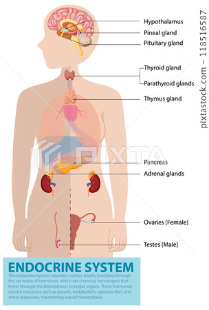 Human Endocrine System Diagram 118516587