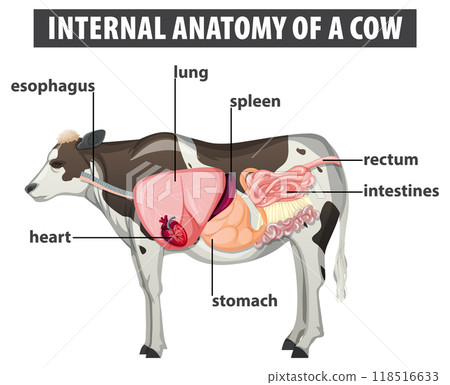 Internal Anatomy of a Cow 118516633