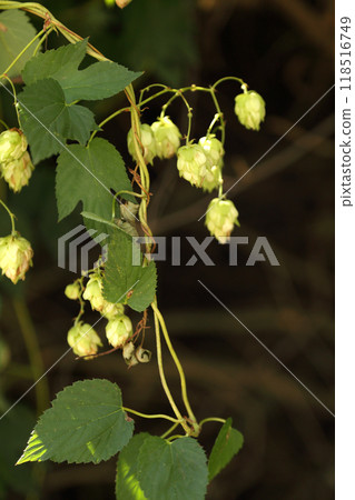 Hop bushes. Wild hops. Hops for brewing. Hops. Hop bushes. Wild hops. Hops for brewing. Hops. 118516749