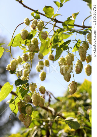 Hop bushes. Wild hops. Hops for brewing. Hops. Hop bushes. Wild hops. Hops for brewing. Hops. 118516753