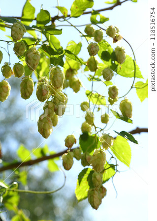 Hop bushes. Wild hops. Hops for brewing. Hops. Hop bushes. Wild hops. Hops for brewing. Hops. 118516754
