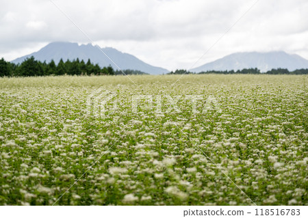 White buckwheat flowers spreading across Namino Village White buckwheat flowers spreading across Namino Village 118516783