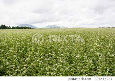 南野村的白色蕎麥花盛開 118516784