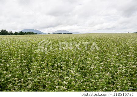 南野村的白色蕎麥花盛開 118516785