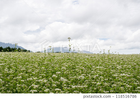 White buckwheat flowers spreading across Namino Village White buckwheat flowers spreading across Namino Village 118516786