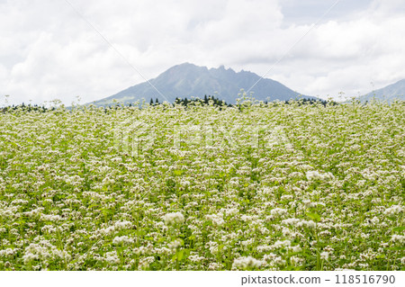 White buckwheat flowers spreading across Namino Village White buckwheat flowers spreading across Namino Village 118516790