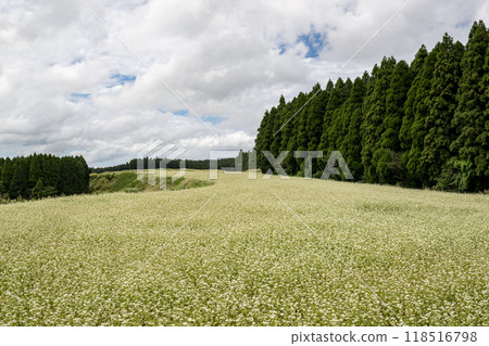 White buckwheat flowers spreading across Namino Village 118516798