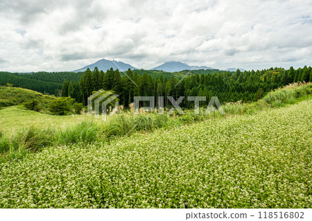南野村的白色蕎麥花盛開 118516802