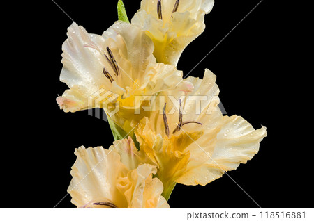 Blooming Gladiolus Donna Maria a black background Blooming Gladiolus Donna Maria a black background 118516881