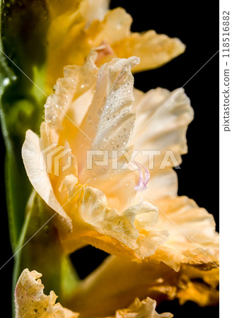 Blooming Gladiolus Donna Maria a black background Blooming Gladiolus Donna Maria a black background 118516882
