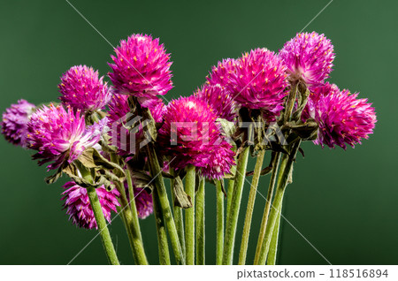 Blooming red Gomphrena on a green background 118516894