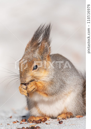 The squirrel in winter sits on white snow. The squirrel in winter sits on white snow. 118516976