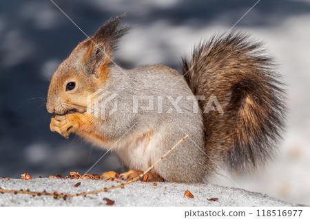 The squirrel in winter sits on white snow. The squirrel in winter sits on white snow. 118516977