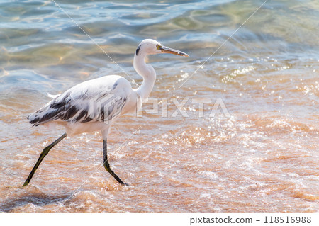 White Western Reef Heron (Egretta gularis) at Sharm el-Sheikh beach, Sinai, Egypt 118516988