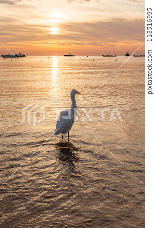 Great egret (Ardea alba), a medium-sized white heron fishing on the sea beach 118516995