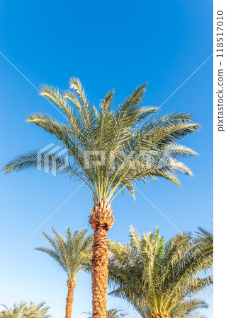Palm tree with green leaves on blue background Palm tree with green leaves on blue background 118517010