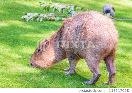 A large capybara walks on the green grass in the park A large capybara walks on the green grass in the park 118517058