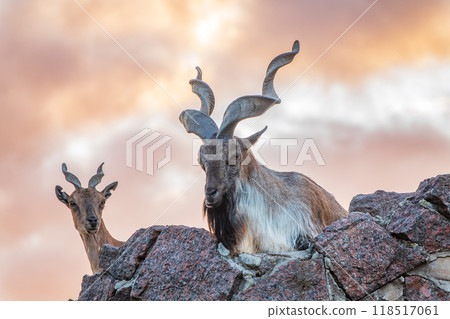 Markhor male and female on the rock. Latin name - Capra falconeri Markhor male and female on the rock. Latin name - Capra falconeri 118517061