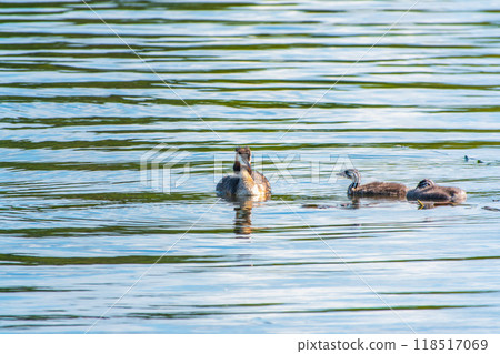 The waterfowl bird, great crested grebe with chick, swimming in the lake. 118517069