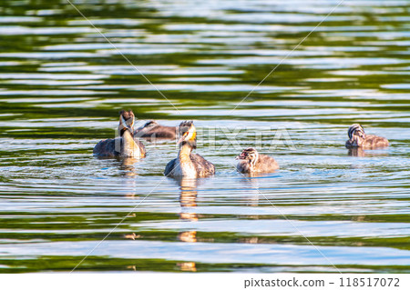 The waterfowl bird, great crested grebe with chick, swimming in the lake. The waterfowl bird, great crested grebe with chick, swimming in the lake. 118517072