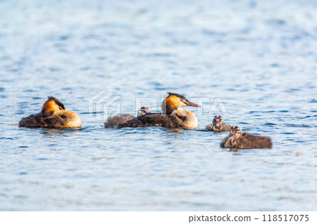 The waterfowl bird, great crested grebe with chick, swimming in the lake. 118517075