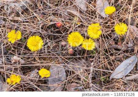 The spring primroses. The bright yellow flowers of coltsfoot in the sunshine. The spring primroses. The bright yellow flowers of coltsfoot in the sunshine. 118517126