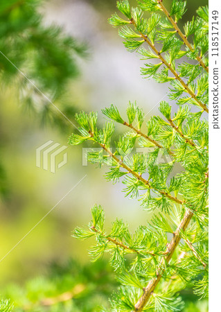 Young branches of larch. Closeup of green larch young needles. Young branches of larch. Closeup of green larch young needles. 118517149