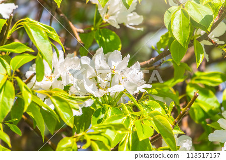White blossoming apple trees in the sunset light. Spring season, spring colors. White blossoming apple trees in the sunset light. Spring season, spring colors. 118517157