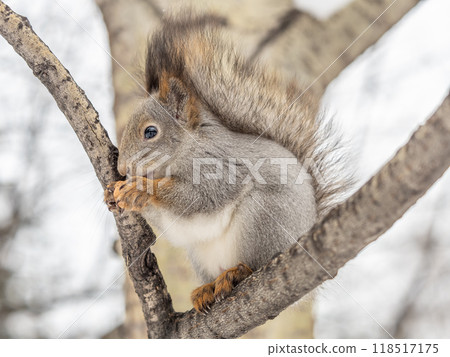 The squirrel with nut sits on tree in the winter or late autumn 118517175
