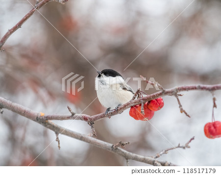 Cute bird the willow tit, song bird sitting on a branch without leaves in the winter. Cute bird the willow tit, song bird sitting on a branch without leaves in the winter. 118517179