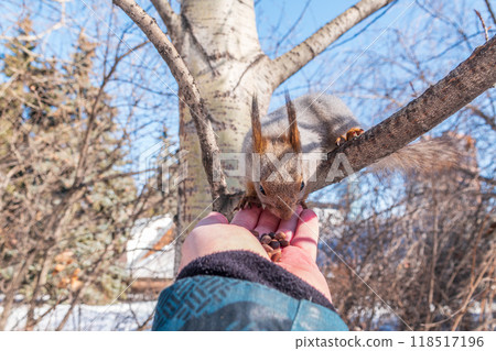 Squirrel eats nuts from a man's hand. Caring for animals in winter or autumn. 118517196