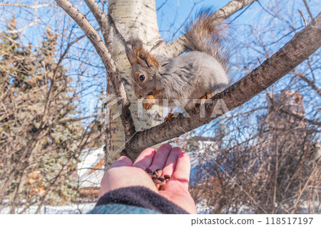 Squirrel eats nuts from a man's hand. Caring for animals in winter or autumn. 118517197