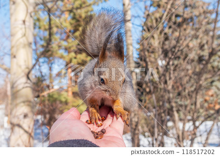 Squirrel eats nuts from a man's hand. Caring for animals in winter or autumn. Squirrel eats nuts from a man's hand. Caring for animals in winter or autumn. 118517202